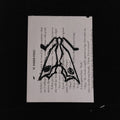 Closed wing moth lino print